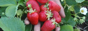 strawberries at Willowtree Farm in Port Perry